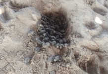 Navy protects turtle hatching on Sabancuy beach, Campeche