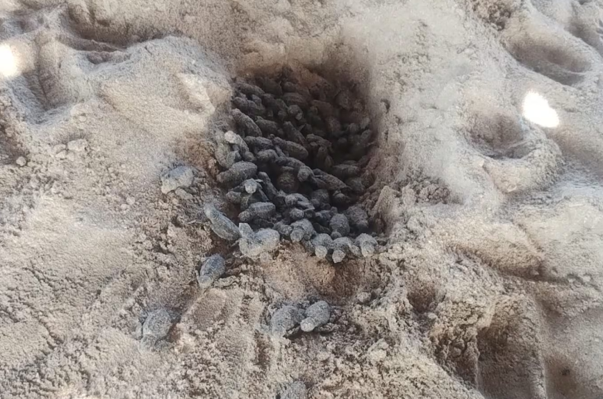 Navy protects turtle hatching on Sabancuy beach, Campeche