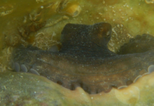Microplastics in the Mayan octopus: research reveals their presence in 93.68% of the specimens analyzed in Campeche.