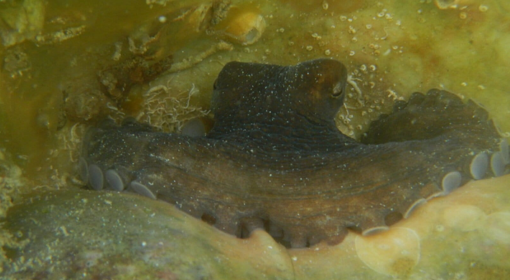 Microplastics in the Mayan octopus: research reveals their presence in 93.68% of the specimens analyzed in Campeche.